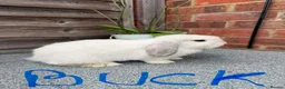 Mini Lop rabbits for sale: Pure breed mini lop - Advert 2