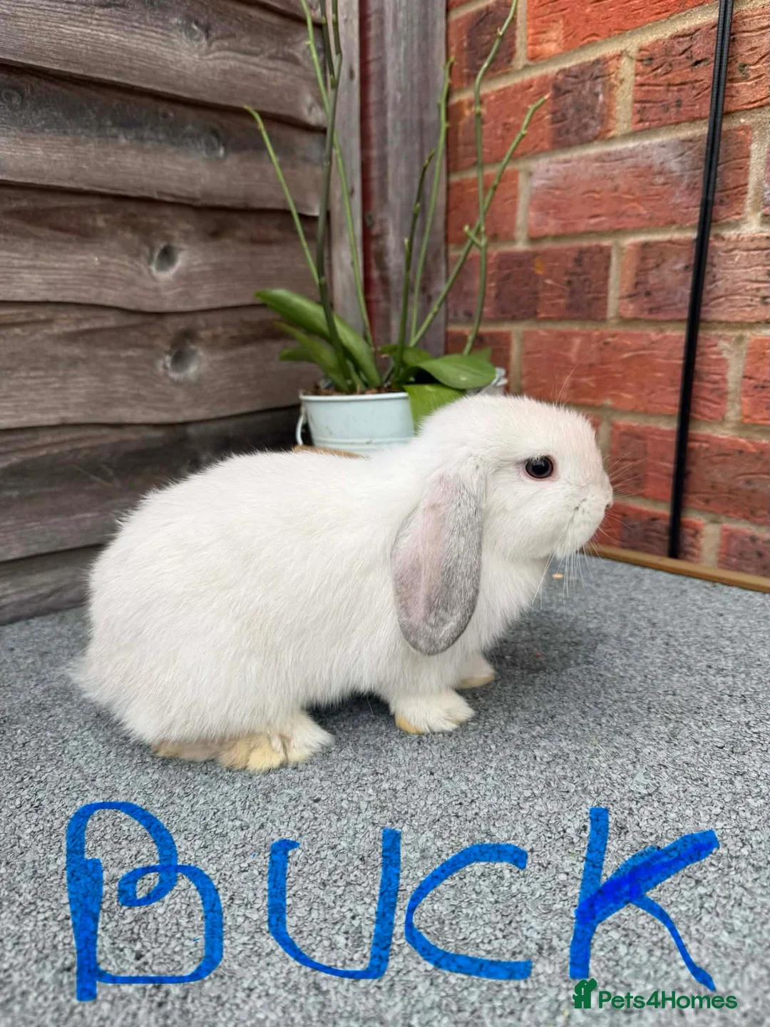 Mini Lop rabbits for sale: Pure breed mini lop - Advert 2