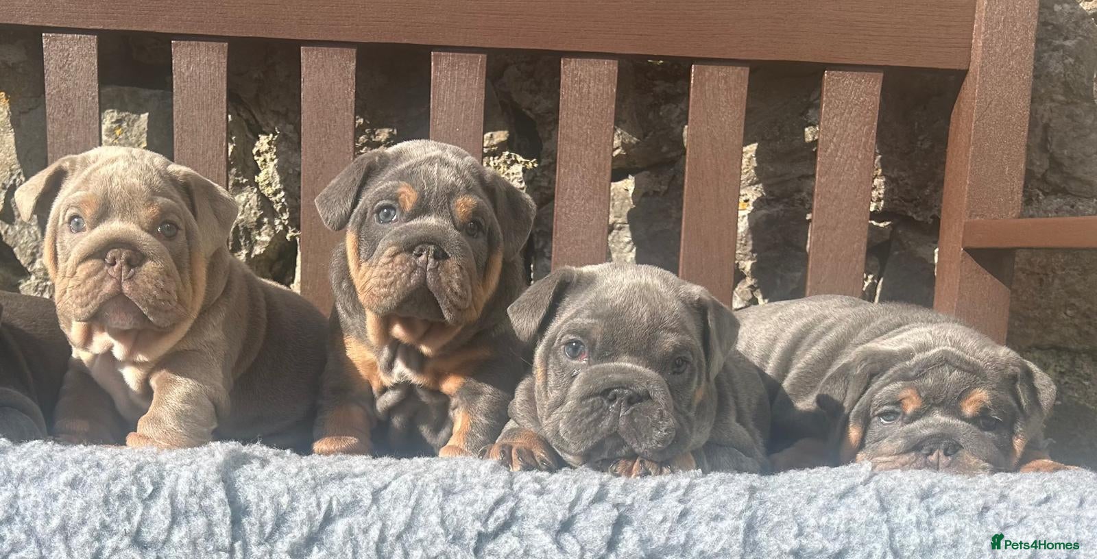 English Bulldog dogs KC registered English bulldog puppies  - Advert 5