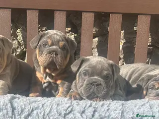 English Bulldog dogs KC registered English bulldog puppies - Advert 5