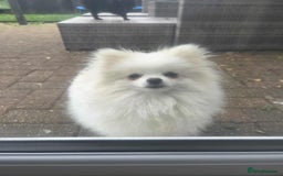 Pomeranian dogs for sale: Lovely 8 month old female pom - Image 1