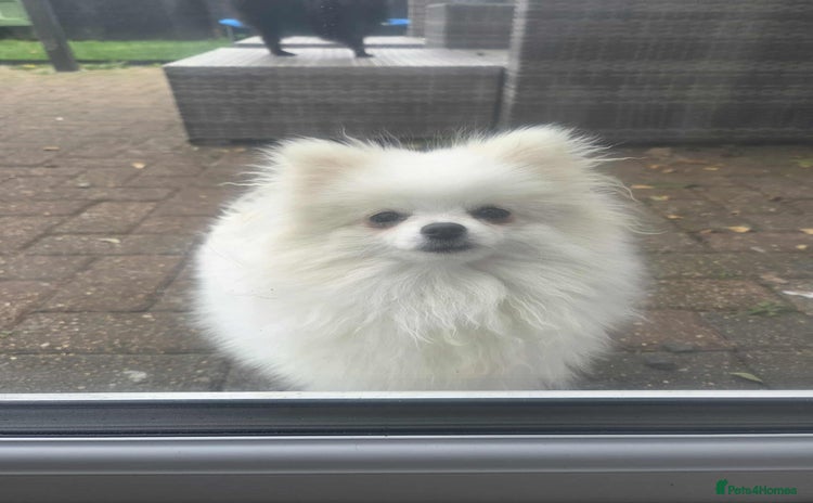 Pomeranian dogs - Advert 2