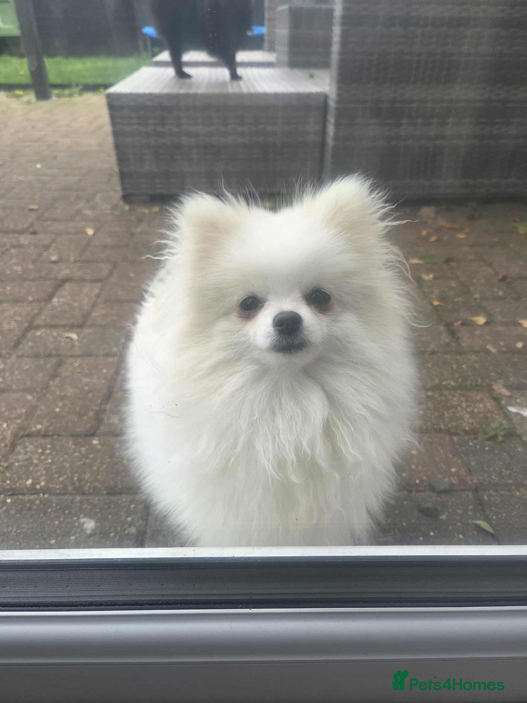 Pomeranian dogs for sale: Lovely 8 month old female pom - Image 1