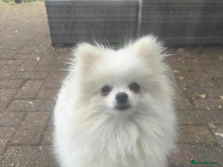 Pomeranian dogs - Advert 3