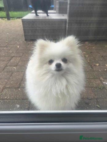 Pomeranian dogs - Advert 2
