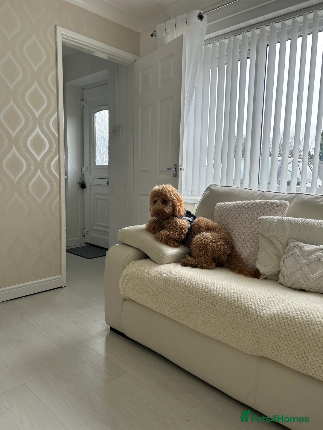 Cockapoo dogs for sale: Male Cockapoo - Rehoming - Advert 7