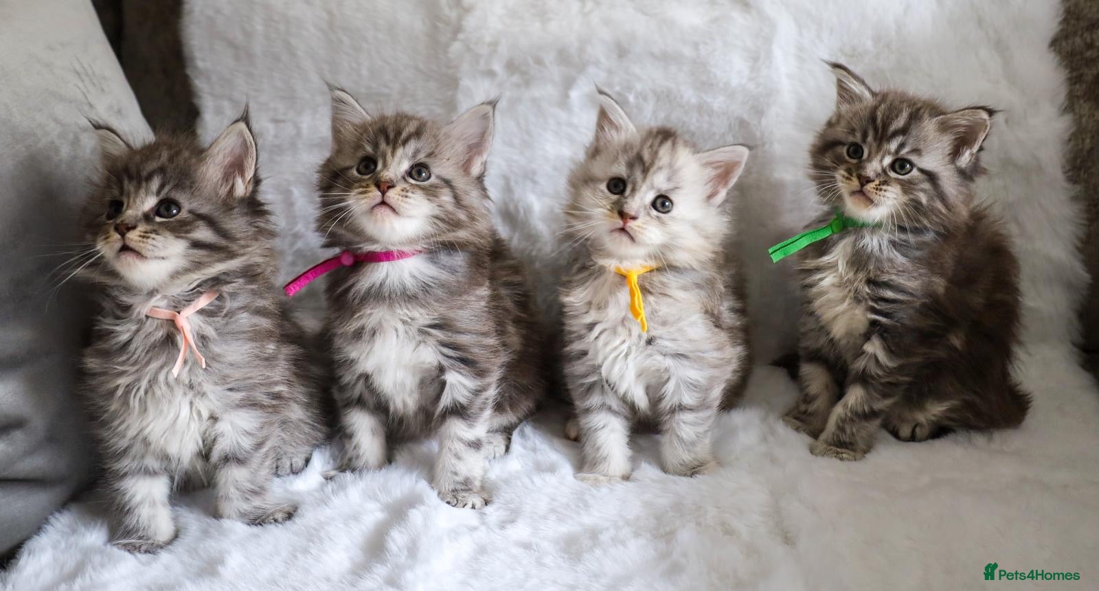 Maine Coon cats Stunning TICA Registered Maine Coon Kittens  - Advert 3