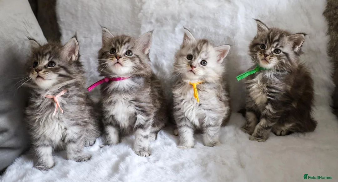 Maine Coon cats for sale: Ready to go, stunning TICA Registered Maine Coons - Advert 1