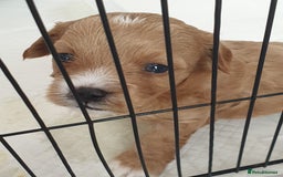Maltipoo dogs for sale: 6 Pedigree Club registered Maltipoo puppies - Image 10