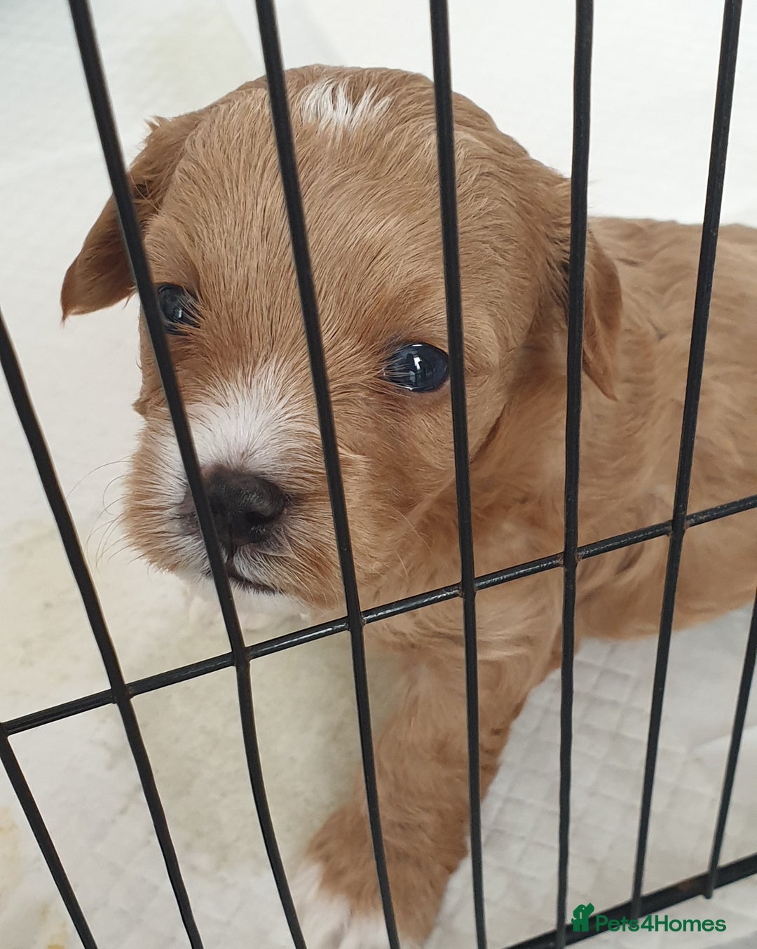 Maltipoo dogs for sale: 6 Pedigree Club registered Maltipoo puppies - Image 10