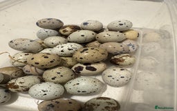 Quail poultry for sale: Quail and hatching eggs  - Image 6