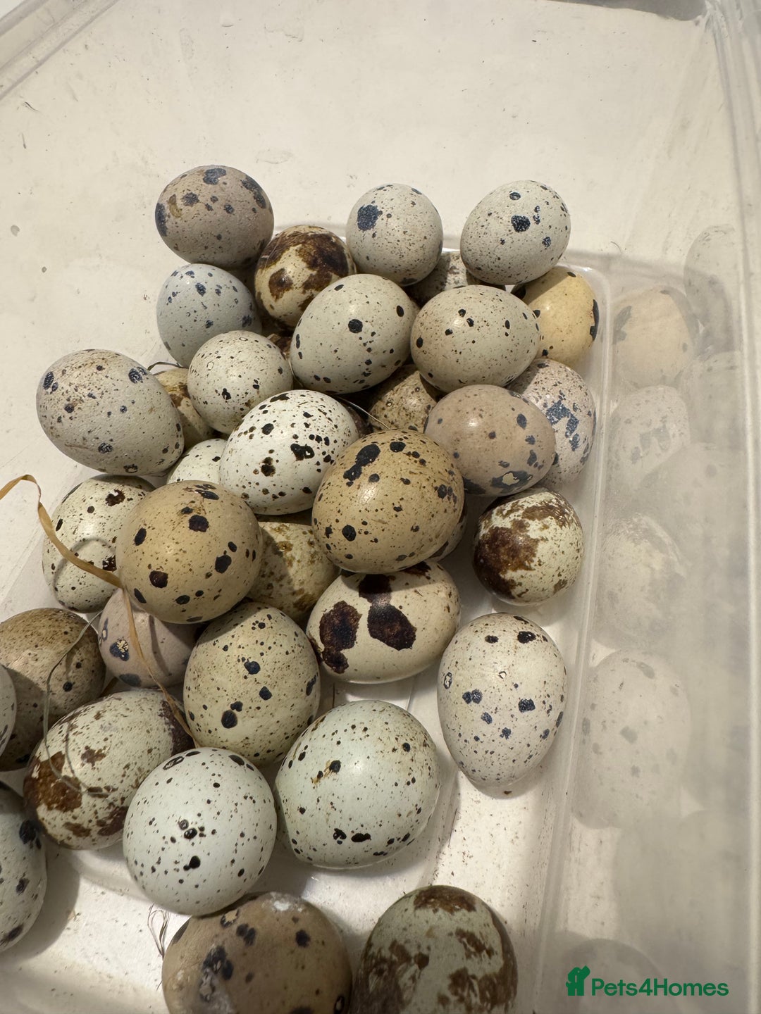 Quail poultry for sale: Quail and hatching eggs  - Image 6