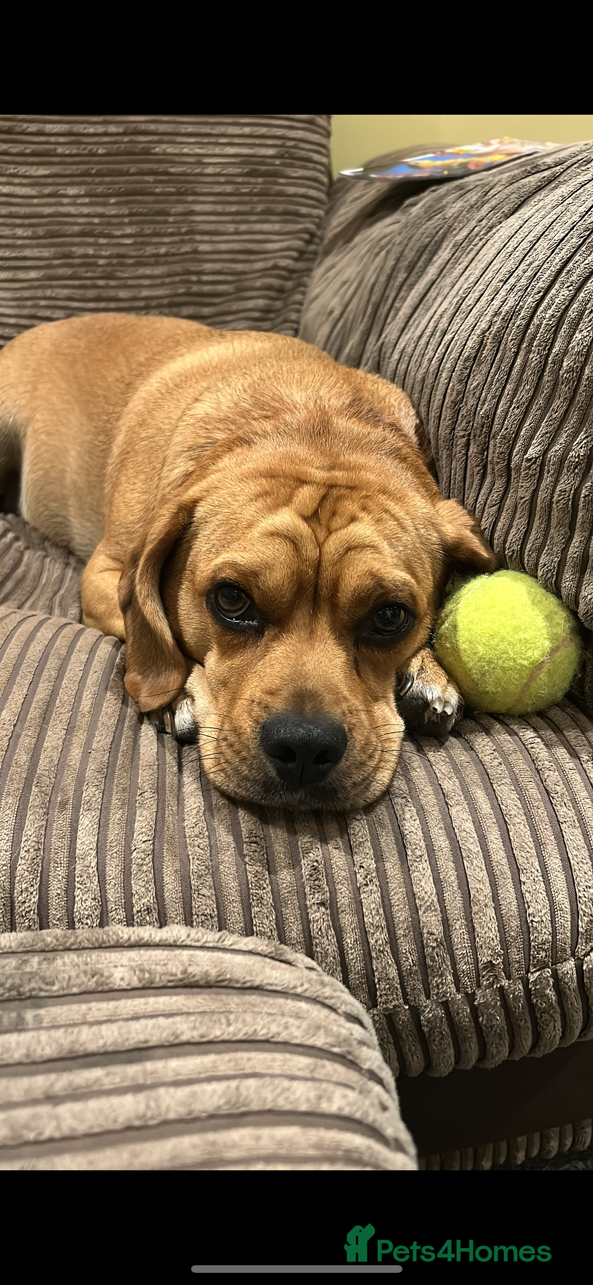 Puggle dogs Eugene  - Advert 8