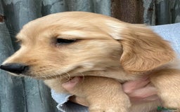 Golden Retriever dogs for sale: Beautiful Red KC Golden Retriver Puppies  - Image 3