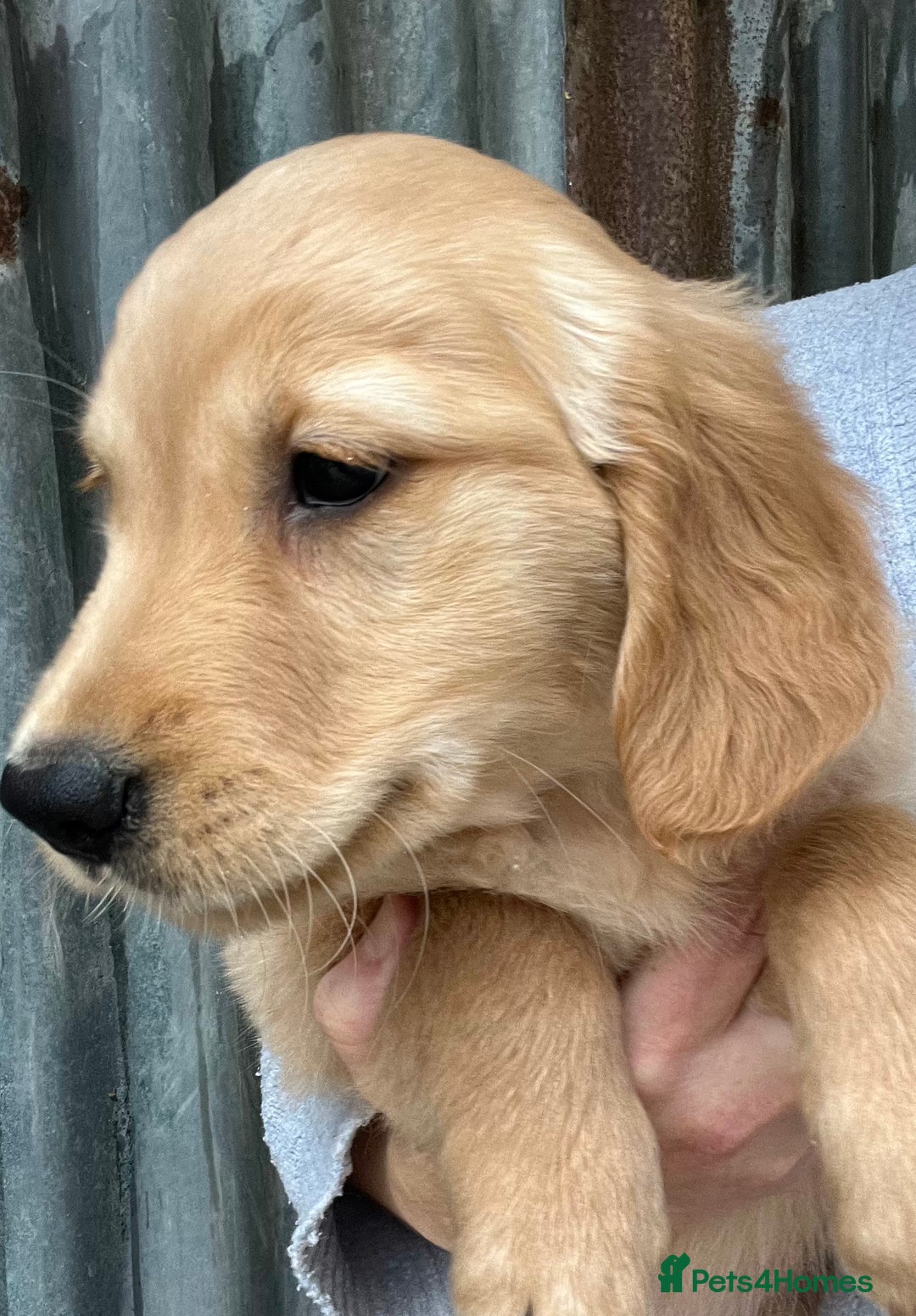 Golden Retriever dogs for sale: Beautiful Red KC Golden Retriver Puppies  - Image 3