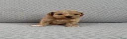 Maltipoo dogs for sale: Beautiful Maltipoochon puppies  - Advert 5