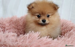 Pomeranian dogs for sale: Purebred Pomeranian Pups Raised with Love in LDN - Image 32