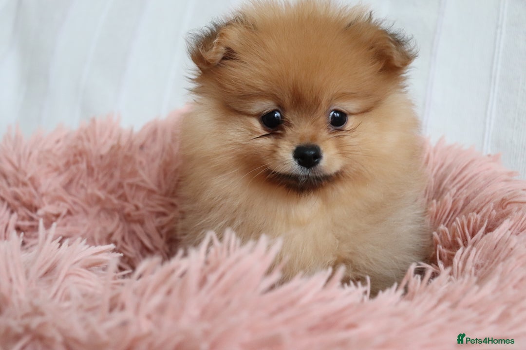 Pomeranian dogs for sale: Purebred Pomeranian Pups Raised with Love in LDN - Image 32