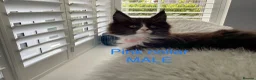 Maine Coon cats for sale: Bundles of fluff,  Maine Coon kittens  - Advert 10