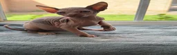 Sphynx cats for sale: Sphynx Kittens 😻 looking for new 🏡 - Advert 3