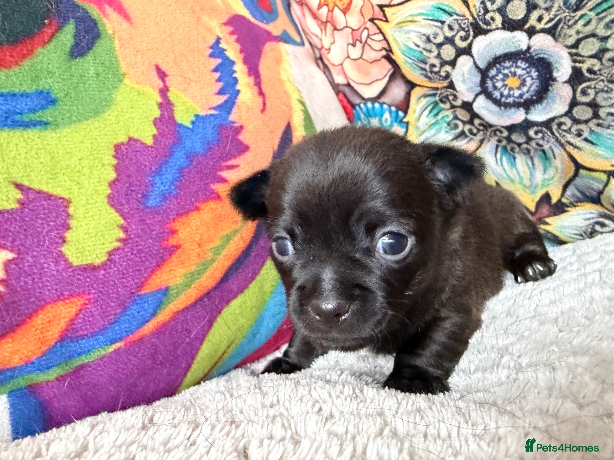 Chihuahua dogs Pretty Blue and Black Chihuahua Puppies - Advert 1