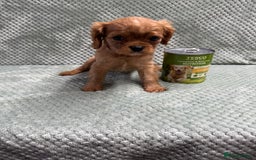 Cavalier King Charles Spaniel dogs for sale: Cavalier King Charles pups  - Image 1