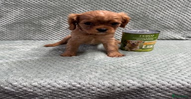 Cavalier King Charles Spaniel dogs - Advert 8