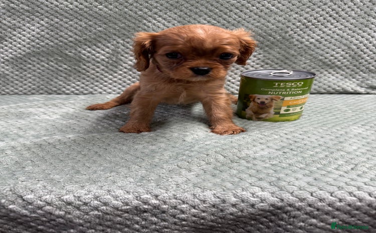Cavalier King Charles Spaniel dogs - Advert 4
