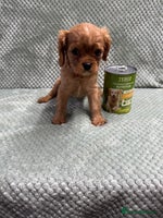 Cavalier King Charles Spaniel dogs - Advert 8