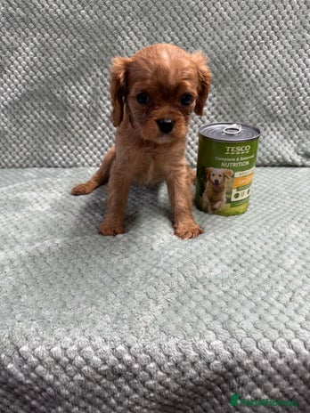 Cavalier King Charles Spaniel dogs - Advert 4