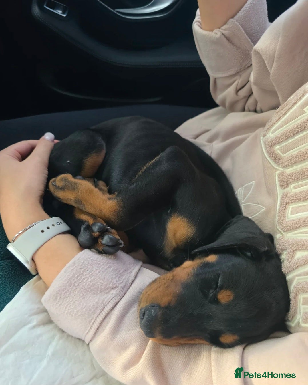 Dobermann dogs ⭐️⭐️⭐️⭐️⭐️ KC Reg European Dobermann puppies - Advert 7