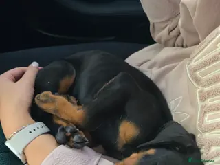 Dobermann dogs ⭐️⭐️⭐️⭐️⭐️ KC Reg European Dobermann puppies - Advert 7