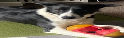 Border Collie dogs for sale: Beautiful luna - Advert 1