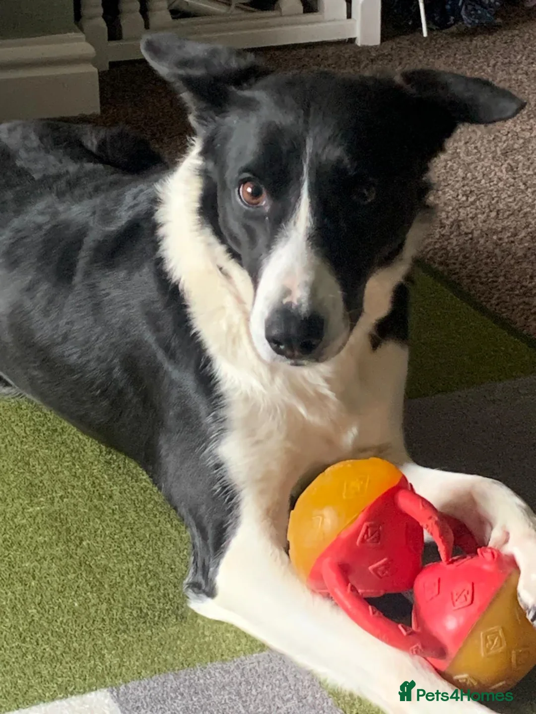Border Collie dogs for sale: Beautiful luna - Advert 1