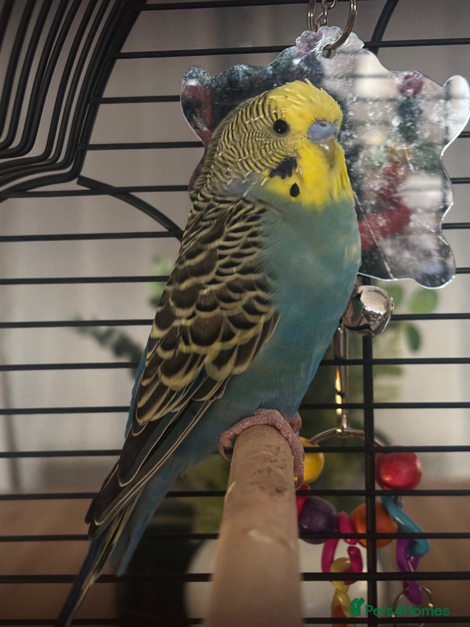 Budgerigars birds Budgie for sale - Advert 3