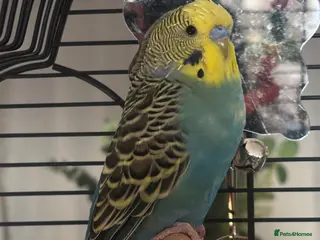 Budgerigars birds Budgie for sale - Advert 3