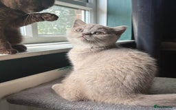 British Shorthair cats for sale: Ready nowBeautiful lilac tortie kitten - Image 10