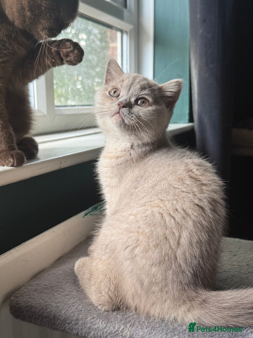 British Shorthair cats for sale: Ready nowBeautiful lilac tortie kitten - Image 10