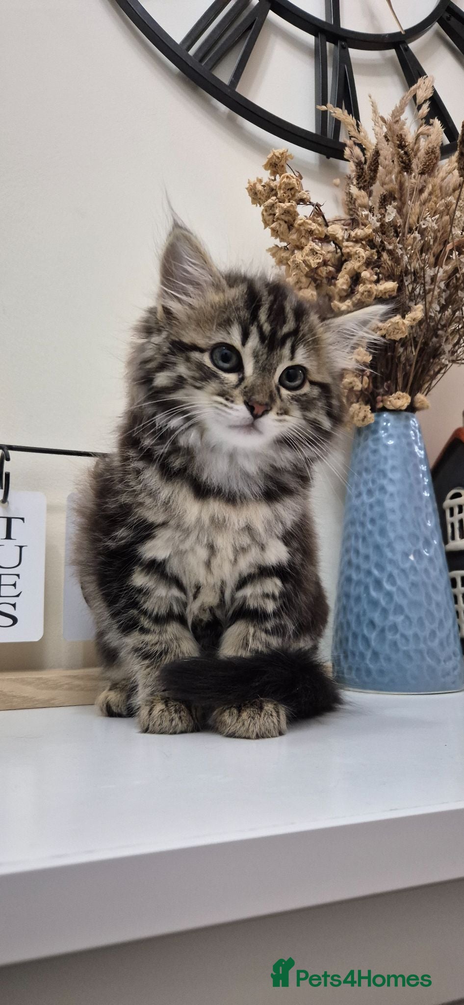British Longhair cats Beautiful Mixed Breed Female Long-Haired Kitten - Advert 4