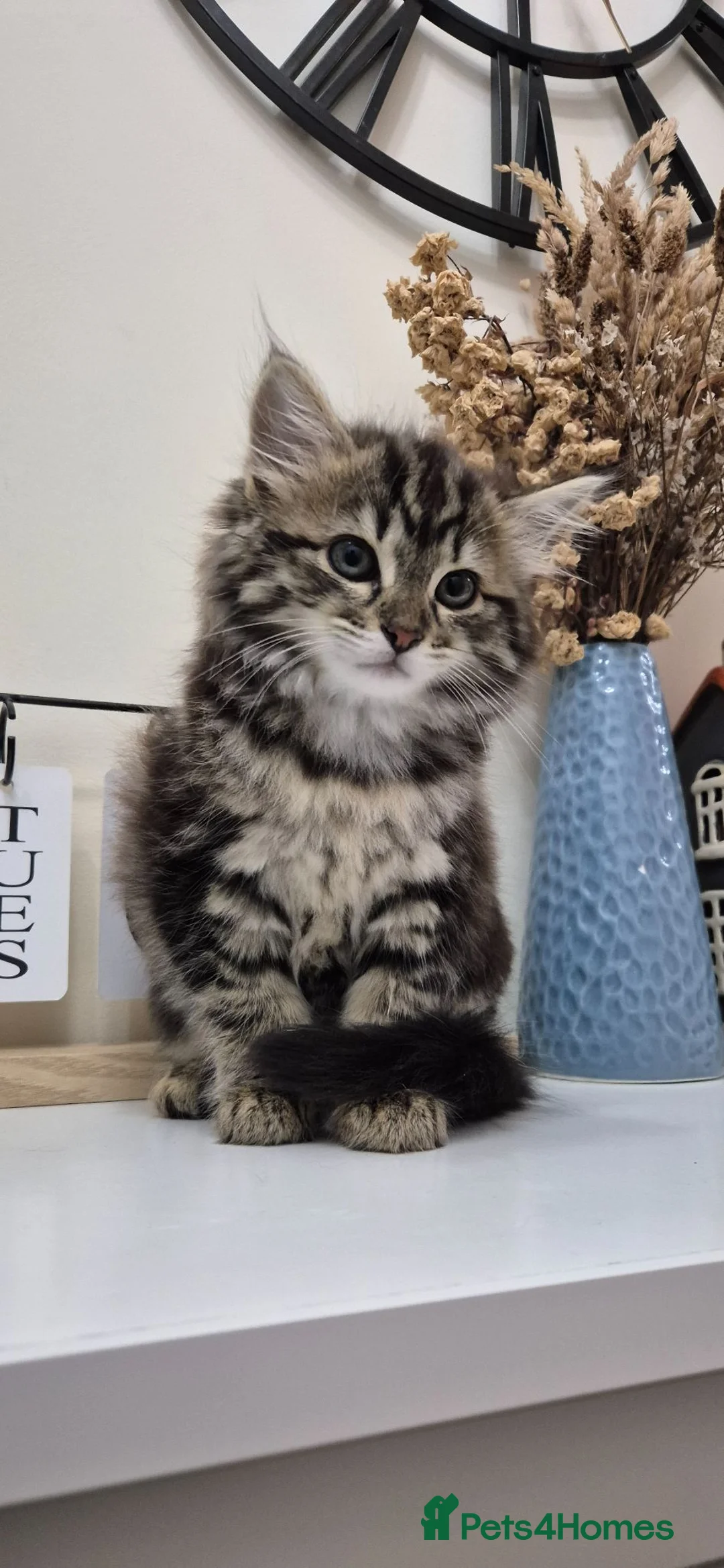 British Longhair cats for sale: Beautiful Mixed Breed Female Long-Haired Kitten - Advert 1
