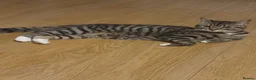 Mixed Breed cats for sale: Kittens ready for homes, tabby, white, black - Advert 15