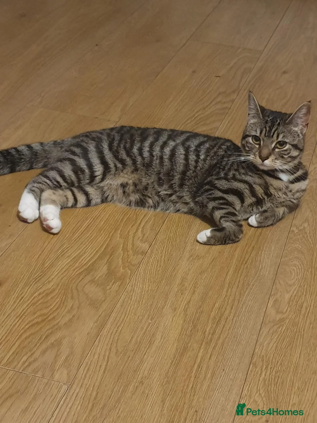 Mixed Breed cats for sale: Kittens ready for homes, tabby, white, black - Advert 15