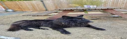 German Shepherd dogs for stud: Stunning Long-Haired Black German Shepherd Stud - Advert 2