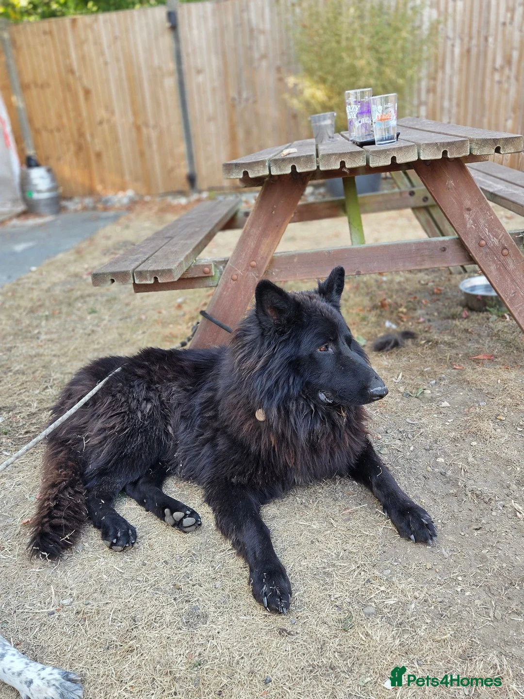 German Shepherd dogs for stud: Stunning Long-Haired Black German Shepherd Stud - Advert 2