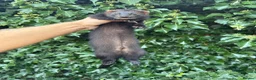 Ferret rodents for sale: Angora & black solids, unrelated  - Advert 3