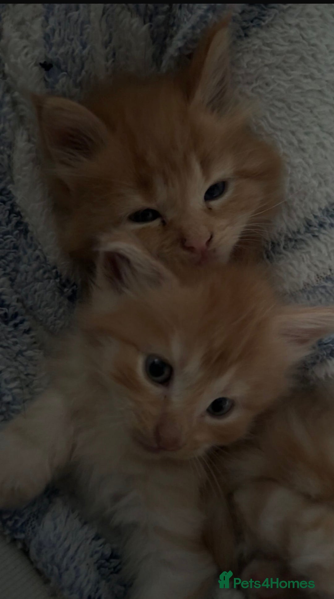 Maine Coon cats for sale: Maincoon kittens  - Advert 3