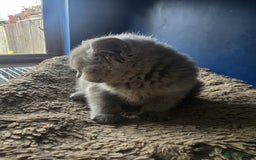 British Shorthair cats for sale: British short hair - Image 12
