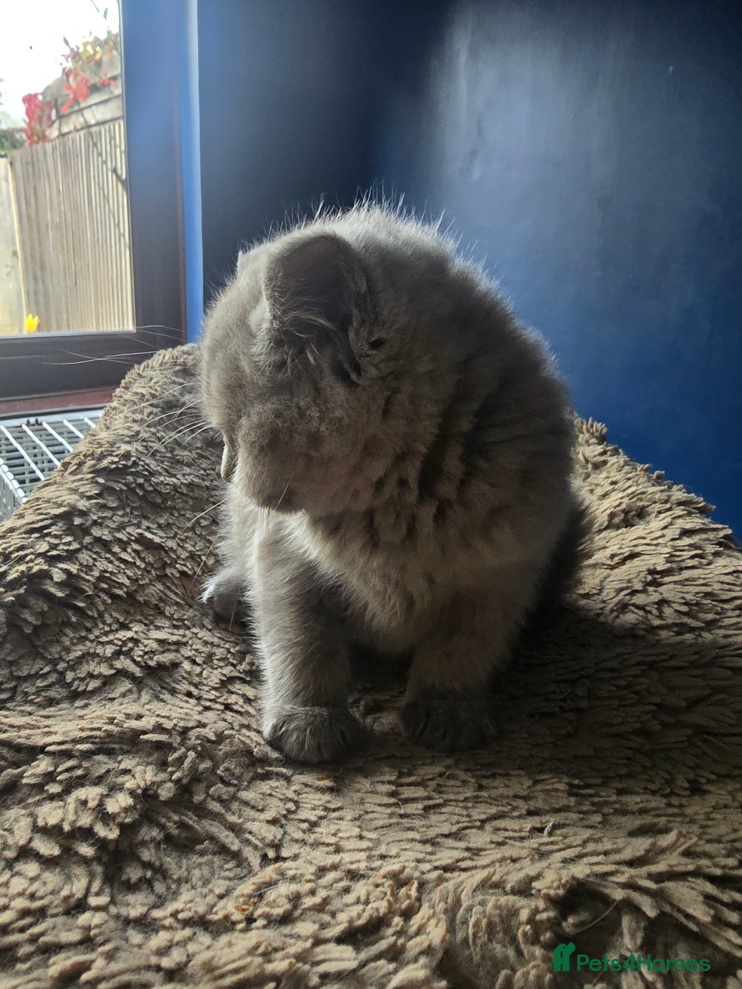 British Shorthair cats for sale: British short hair - Image 12