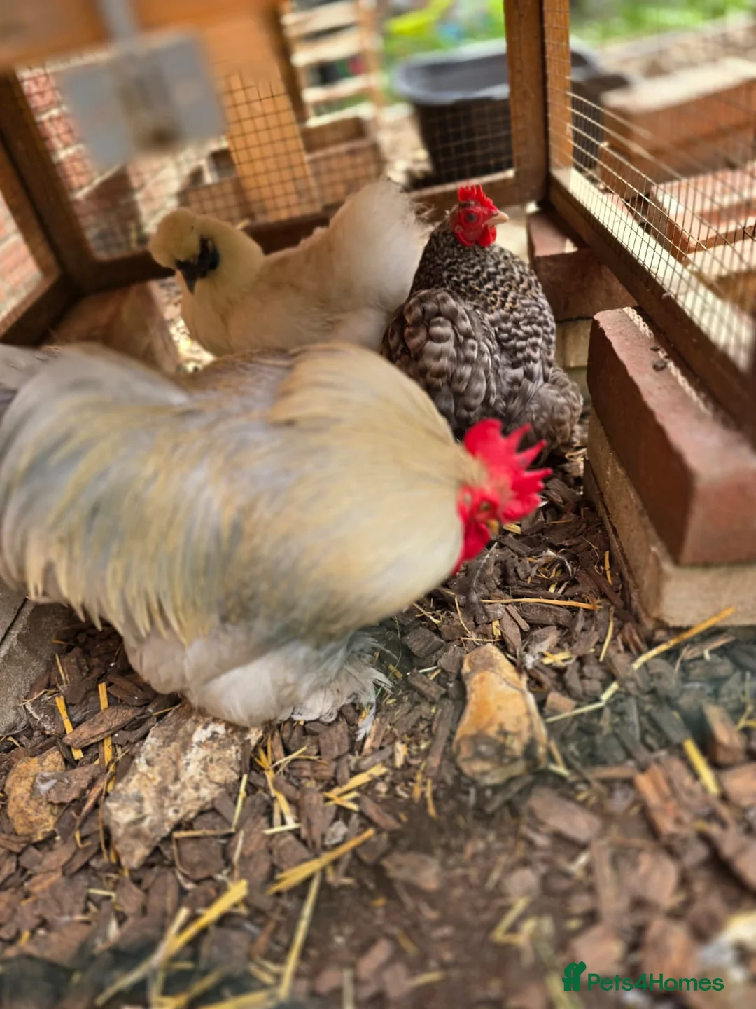 Chickens poultry for sale: Bantam, Silkie and seebright chicks - Advert 7
