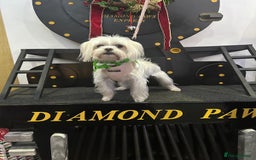 Maltipoo dogs for sale: Beautiful Maltipoo puppies for sale - Image 12